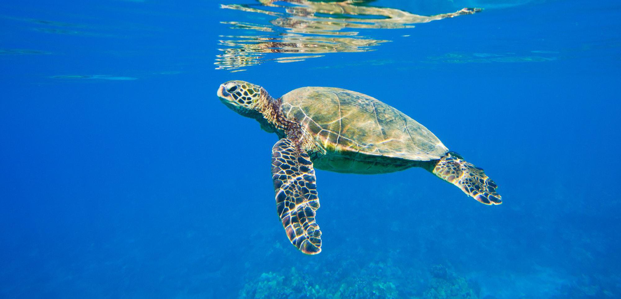 Envato Elements: elements-PHKPB4D.jpg