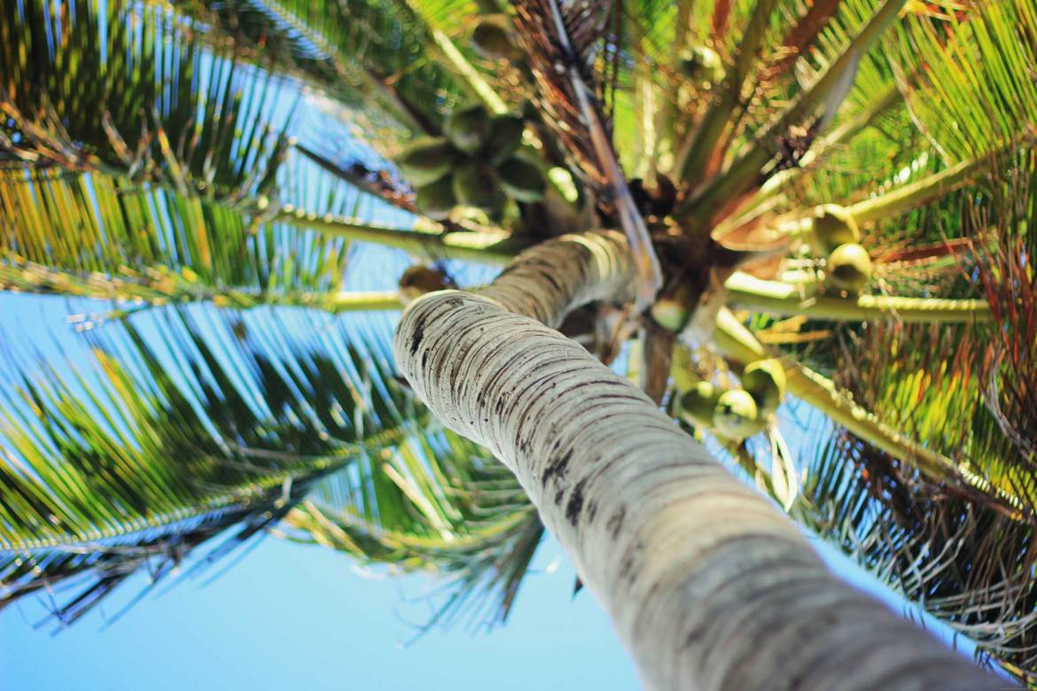 Antilles-Les-Saintes-Guadeloupe-Plages-141 les saintes guadeloupe